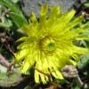 mouse-ear hawkweed