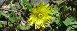 mouse-ear hawkweed