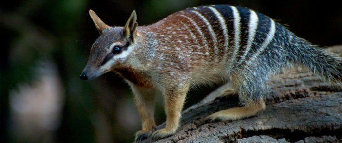 Numbat