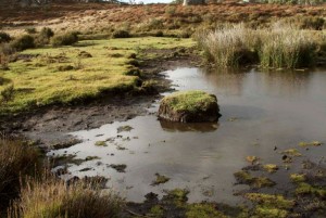 Engaging the community sector on environmental biosecurity