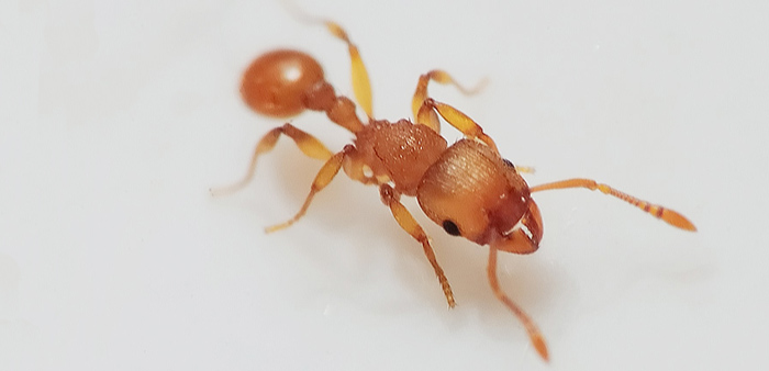 Although tiny electric ants pack a powerful sting and can establish colonies anywhere. Photo: Roby Edrian (CC-BY-NC-ND-2.0)