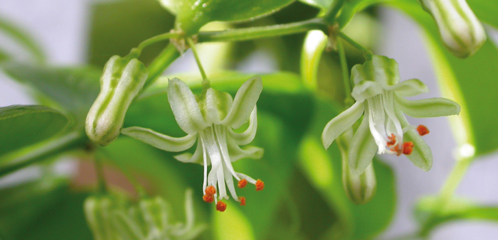 Bridal creeper is rampant in Australian bushland, but uncommon in its native South African range. Photo: Matthew Baker