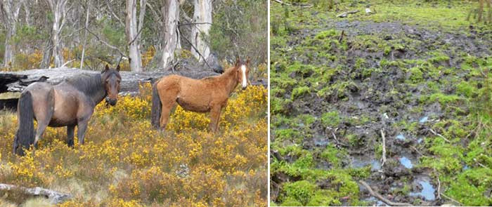 Feral horses in Kosciuszko National Park and damage to sub-alpine bog, Dec 2013. Photo: D Butcher.