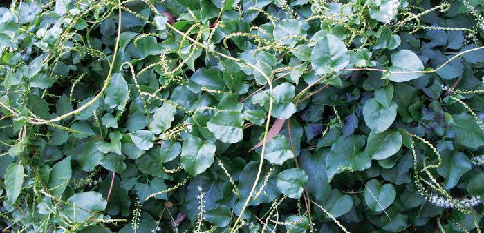 Madeira vine (Anredera cordifolia) is a smothering weed that climbs trees and spreads along water courses. Photo: John Tann, Flickr (CC BY 2.0)