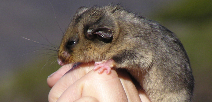 The stress imposed by climate change is likely to increase the susceptibility of species to invasive animals. Increased fox predation on pygmy possums in the Australian Alps is an example of this. Photo: Credit Australian Alps collection - Parks Australia (CC BY-NC-ND 2.0)