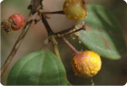 Rhodamnia rubescens infected by myrtle rust.