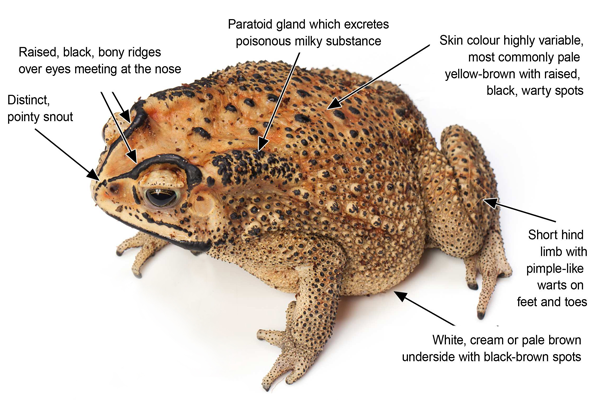 Asian black-spined toad