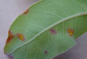 Myrtle rust