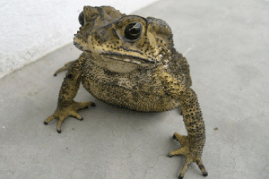 Asian black-spined toad