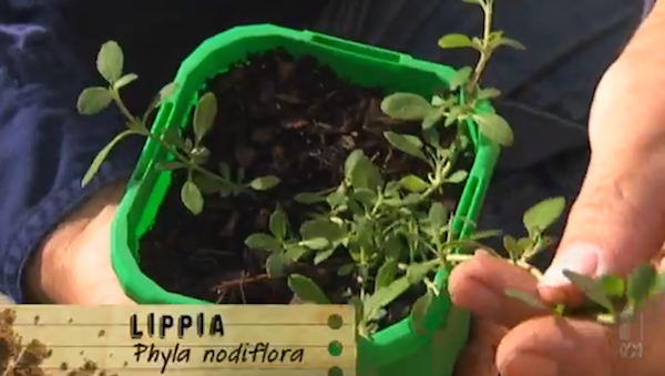 Screenshot of the Gardening Australia show promoting Lippia