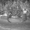 With the survival of so many Australian mammal species now under serious threat from feral cats, it's more important than ever that we bring them under control.