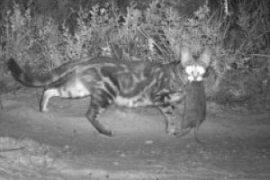 With the survival of so many Australian mammal species now under serious threat from feral cats, it's more important than ever that we bring them under control.