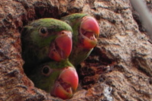 The Indian ringneck has been recognised as an 'extreme threat' in Australia, with a high risk of establishing in the wild. Image: Sarthak Shah, Creative Commons Licence Share Alike 3.0