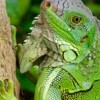 Green iguana by Garen-Meguerian