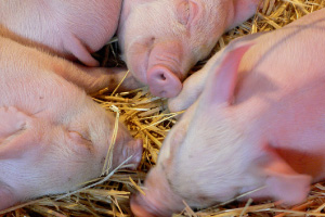 The spread of disease that could occur if activists visit multiple farms could have terrible welfare consequences for pigs.