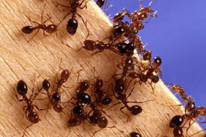 Australia has so far failed to prevent and eradicate dangerous and costly red imported fire ants.