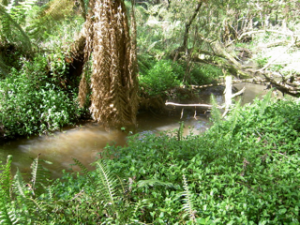 Dandenongs creekline after wandering trad.