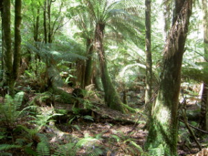 Dandenongs creekline before wandering trad.