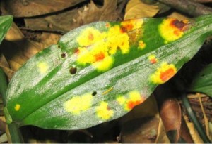 The fungus, Kordyana sp, (Brazilian yellow leaf spot fungus) attacks the leaves of wandering trad. The spores are spread by wind, much more quickly than the insect.