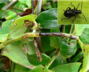 The insect, Lema basicostata, attacks the stem of the plant as shown here and greatly reduces the biomass of the plant. It has already been released in New Zealand where it is successfully attacking Trad in the wild.