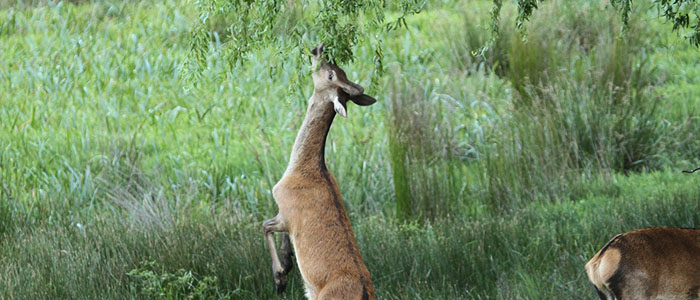 The number of feral deer is increasing in The Grampians and many other parts of Victoria.