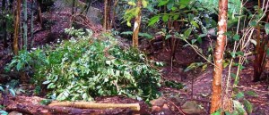 Privet killed in an Australian rainforest where it is an invasive species. Chatswood West, NSW, Australia. Photo: Peter Woodard