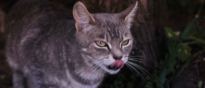 In July the Australian government declared war on feral cats, announcing plans to cull 2 million over the next five years. Photo: topysnette