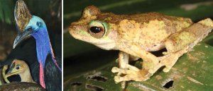 The biggest impact of yellow crazy ants on vertebrates is likely to be much less insect prey. Frog metamorphs, young birds and other small animals will be at risk from direct attack by the ants. The endangered Kuranda treefrog (Litoria myola), shown above, is at imminent risk as yellow crazy ants have invaded one of its few breeding sites. Photos: Ray & Sue Photography (cassowaries), Conrad Hoskin