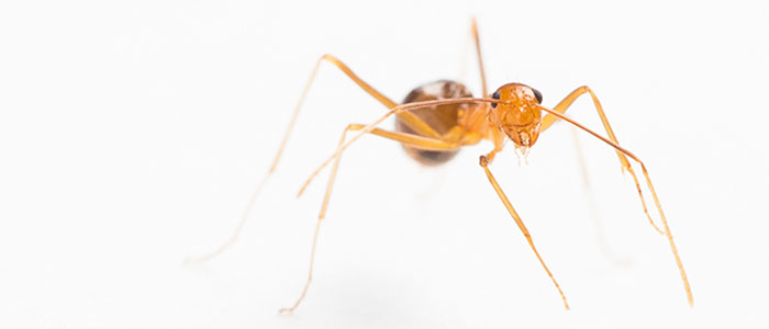 Despite the extraordinarily special values of the Wet Tropics World Heritage Area, the effort to eradicate yellow crazy ants has been sporadic, slow and underfunded. Photo: David Wilson