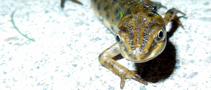 Keeping Australia's unique native ecosystems safe from new environmental invaders like the smooth newt was is key to our work.