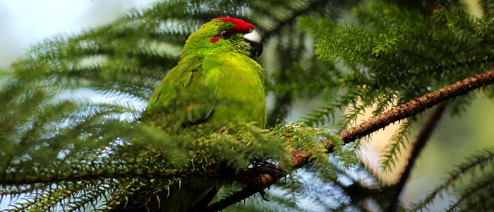 norfolk-island-green-parrot