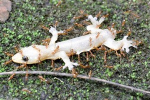 Small animals like this gecko face a cruel death in areas invaded by yellow crazy ants.