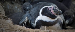 Invasive Rabbits were destroying vegetation and pushing Humbolt Penguins out of nesting burrows on Choros Island, Chile until they were eradicated by Island Conservation working with local partners. Photo: Island Conservation