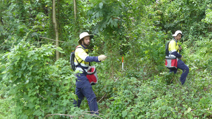 Searching for yellow crazy ants in Queensland's wet tropics rainforests. Photoi: Jaana Dielenberg