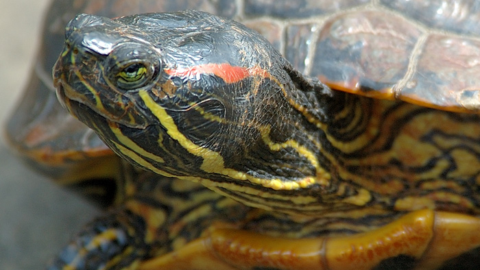 A new approach to red-eared slider turtles was one of the recommendations made by the Invasive Species Council in a joint submission to the NSW government about pest animal management in the state. Photo: Benjamin Lewis, Flickr, CC licence 2.0