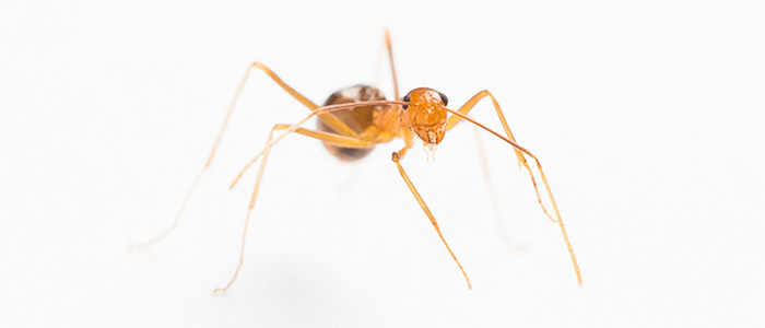 On its own the yellow crazy ant may not seem so scary, but when they link up to form super colonies, as they have done near Cairns, they can strip the forest of wildlife. Photo: David Wilson