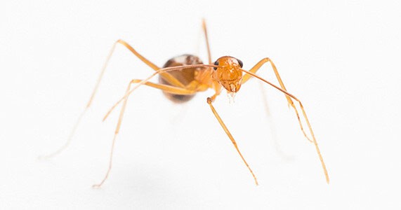On its own the yellow crazy ant may not seem so scary, but when they link up to form super colonies, as they have done near Cairns, they can strip the forest of wildlife. Photo: David Wilson