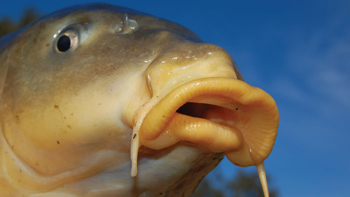 Cleaning out carp will give Australia's native fish and rivers a