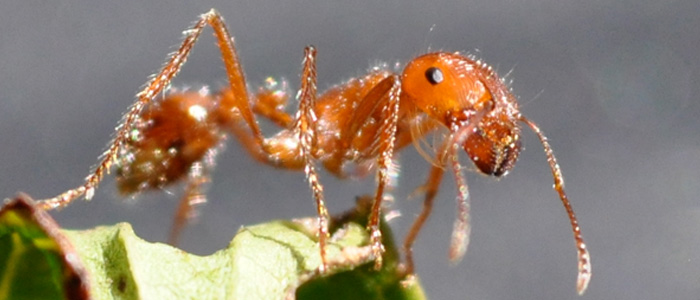 cnt-fire-ant-2
