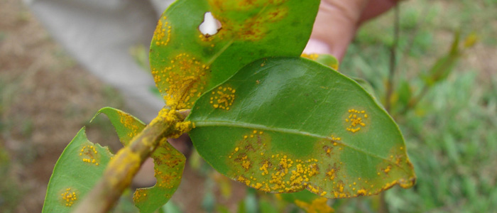 Be on the look out for myrtle rust if you are in Tasmania. Photo: Forest and Kim Starr, CC BY 2.0