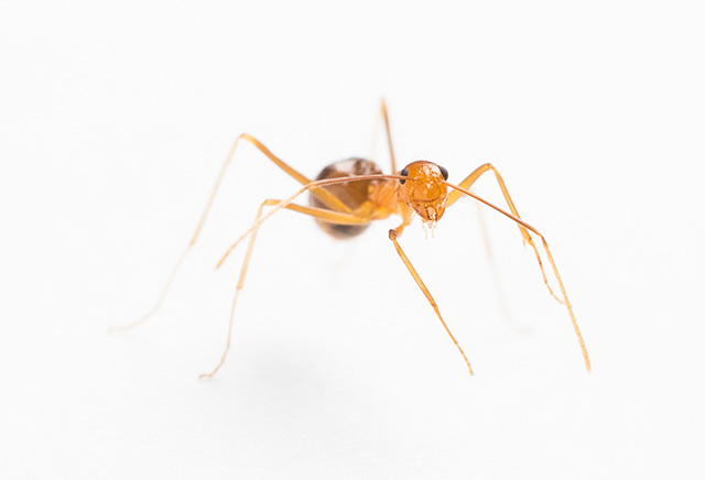 Yellow crazy ants in Australia