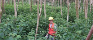 Coster's curse growing densely under a young albizia plantation on Hawaii Island, Hawaii. Photo: JB Friday