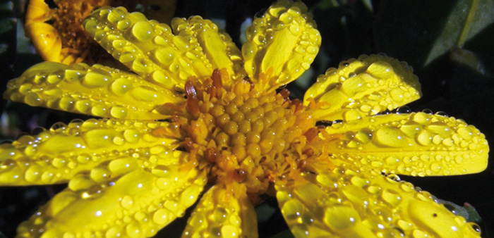 Bitou bush is a threat to 158 species. One of hundreds of weeds imperilling NSW’s wildlife. Photo: Tim Parkinson (CC BY 2.0)
