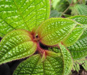 Koster's curse. Photo: Forest & Kim Starr (Licence: CC BY 2.0)