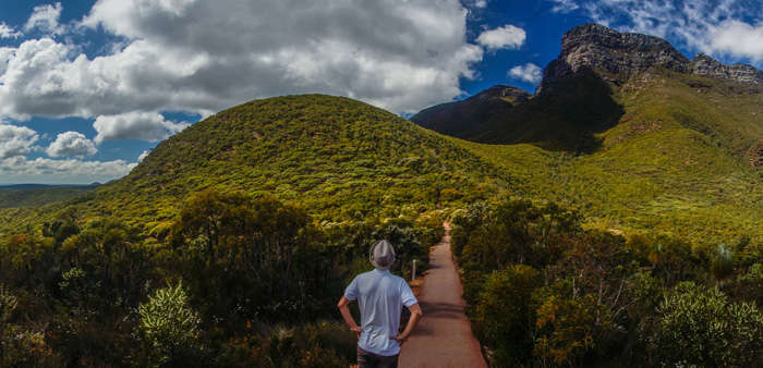 Phytophthora Dieback is a major disease threat to WA’s wildflowers and other native plants. Photo: Flickr, matthieuchatry (CC BY 2.0) https://www.flickr.com/photos/matthieuchatry/