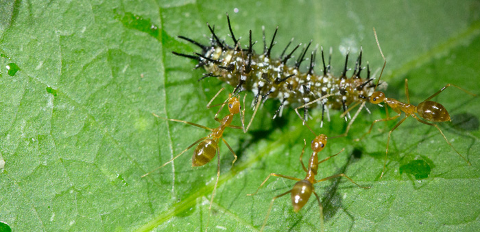  Yellow crazy ants are a threat to north Queensland's beautiful native butterflies and caterpillars, which are just one of many small native animals killed by these highly aggressive invasive ant species. Photo: David Wilson