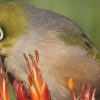 A special 'biosecurity zone' for Lord Howe Island would be highly beneficial to prevent invasion from new weeds and pests. Rats and mice are responsible for the extinction of five bird species on the island, but there is still hope for remaining birds like the endemic Lord Howe Island White-eye. Photos: Lord Howe Island, Robert Whyte; Lord Howe Island White-eye, Eric de Leeuw – Flickr CC licence 2.0
