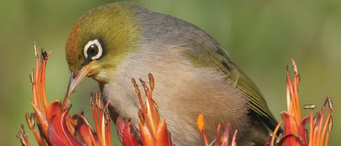 A special 'biosecurity zone' for Lord Howe Island would be highly beneficial to prevent invasion from new weeds and pests. Rats and mice are responsible for the extinction of five bird species on the island, but there is still hope for remaining birds like the endemic Lord Howe Island White-eye. Photos: Lord Howe Island, Robert Whyte; Lord Howe Island White-eye, Eric de Leeuw – Flickr CC licence 2.0