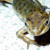 Smooth newt. Photo: John Beniston (CC BY-SA 3.0)