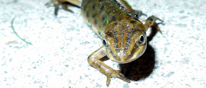 Skin secretions produced by smooth newts could prove deadly to native birds in Melbourne's suburbs.. Photo: John Beniston (CC BY-SA 3.0)